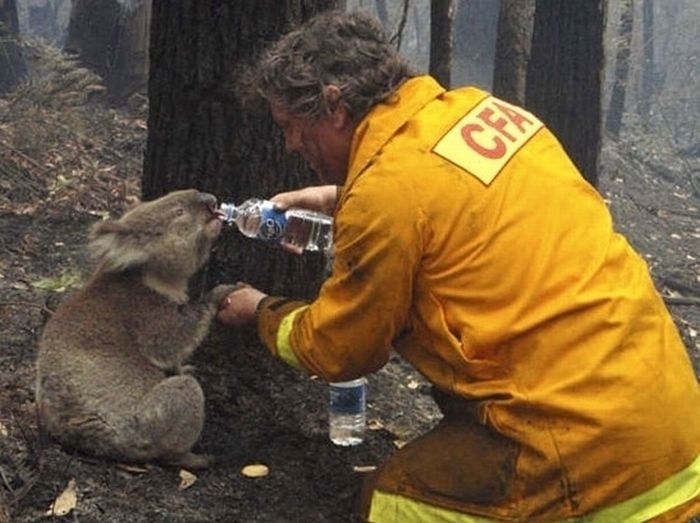 animal-rescue-operations-d.jpg