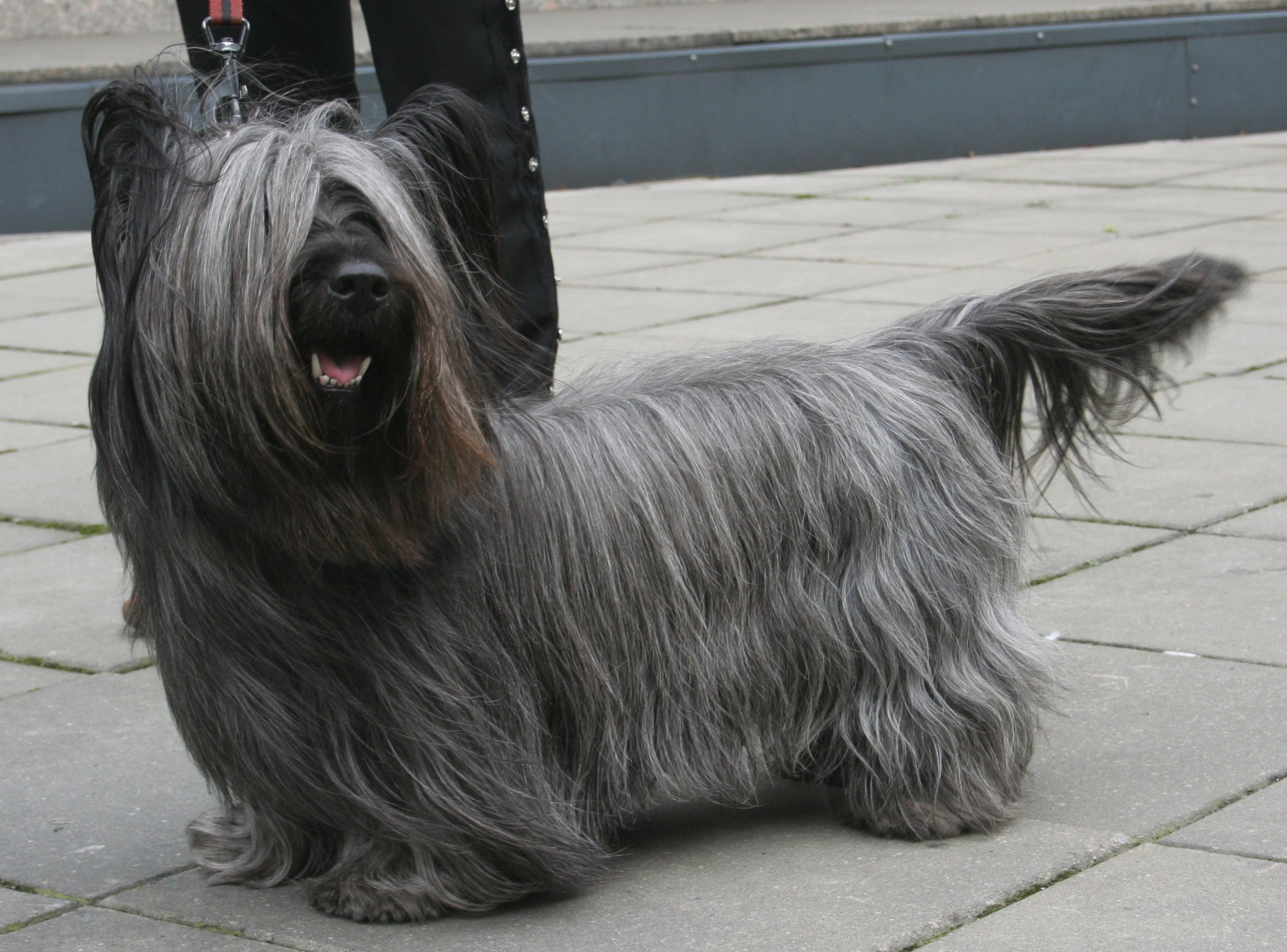 Skye_terrier_800.jpg