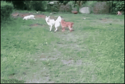 UMi7Z.gif