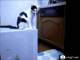 trolling-cat.gif
