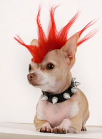 punk-chihuahua-accessories.jpg