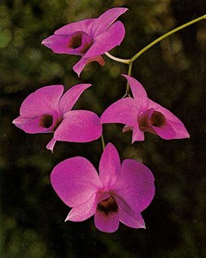 1.Dendrobium.jpg