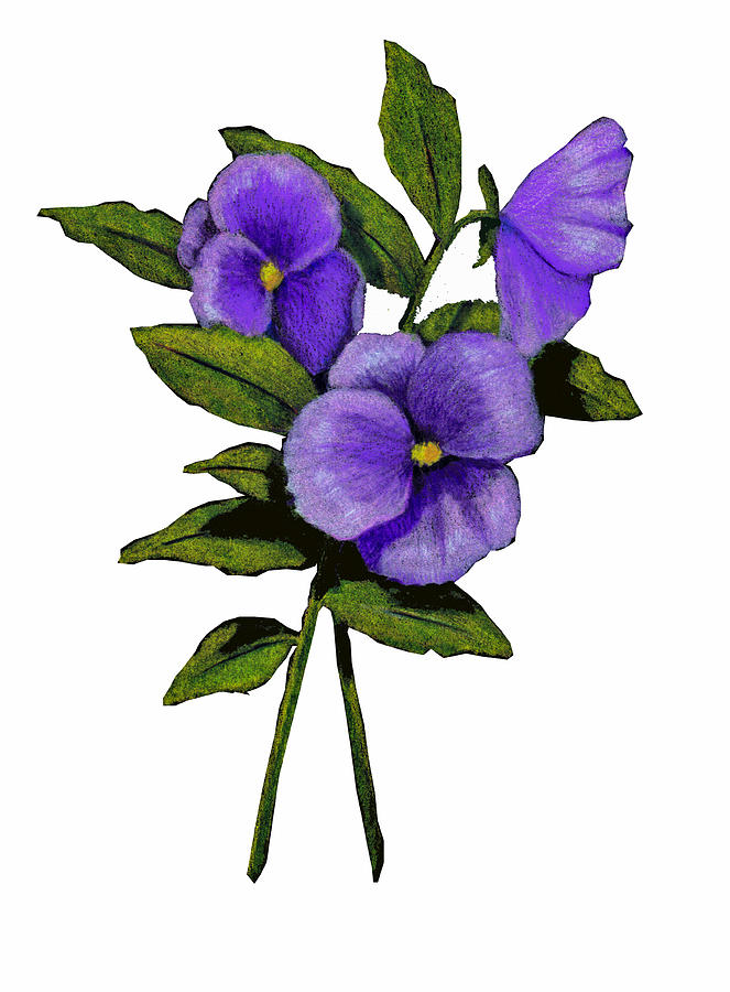 purple-pansies-on-white-joyce-geleynse.jpg