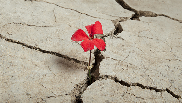 perseverance1.jpg