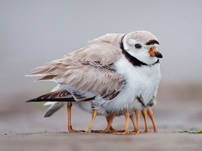 cute-bird-parents-22__700.jpg