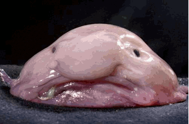 Blob.gif