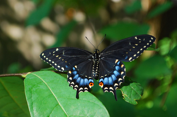 black-swallowtail-spicebush2-crop-thumb-590x388-112990.jpg