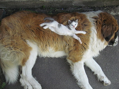 cat-loves-dog.jpg