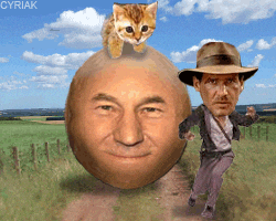 1242225925_picard-indiana-cat.gif
