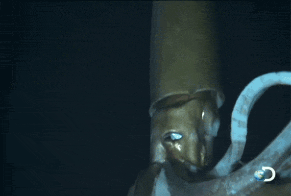 tumblr_mgg4glLCie1qbh26io2_1280.gif