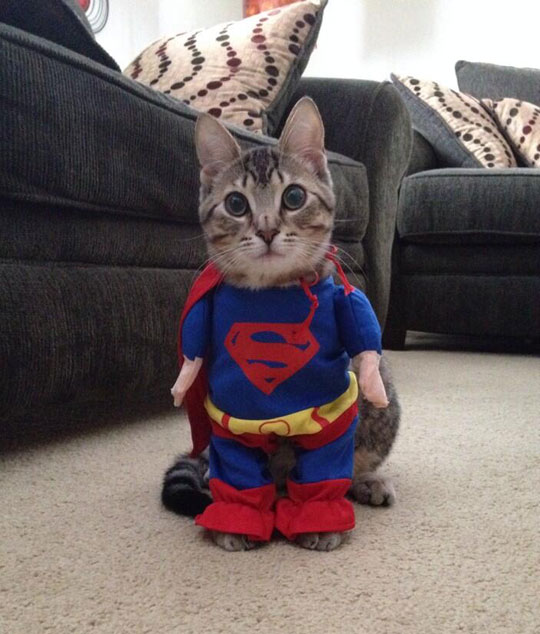 funny-cat-Superman-costume-room1.jpg