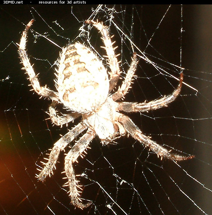 spider01.jpg
