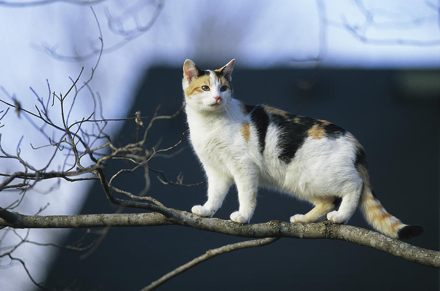 a-calico-cat-climbs-a-tree-stephen-alvarez.jpg
