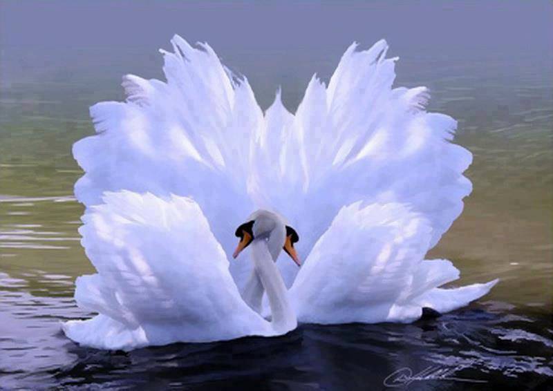 beautiful-swans-beautiful-pictures-34674027-800-566.jpg