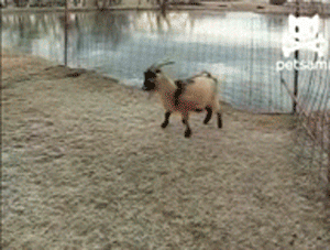 tumblr_mj0kwoSz9D1r3gb3zo1_400.gif