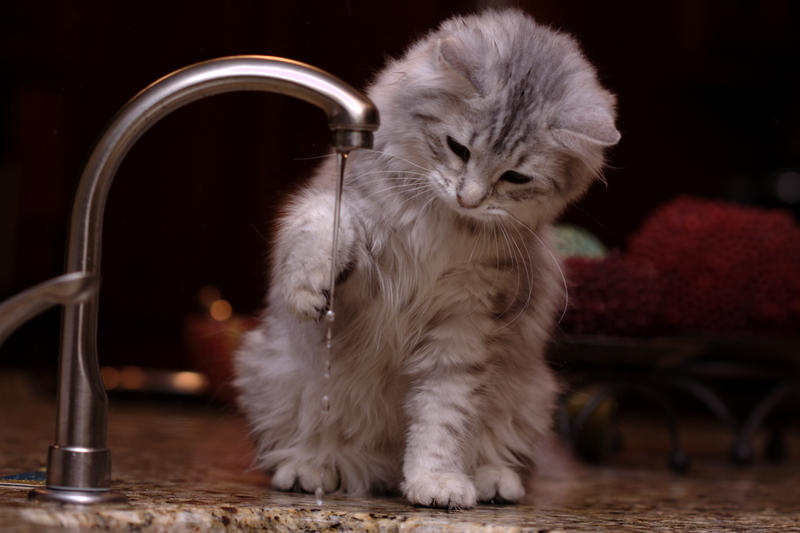 Kitten_Playing_with_Water_by_Mischi3vo.jpg