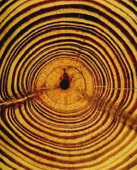 TreeRings3.jpg