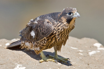 peregrine_falcon_7C2V8844.jpg