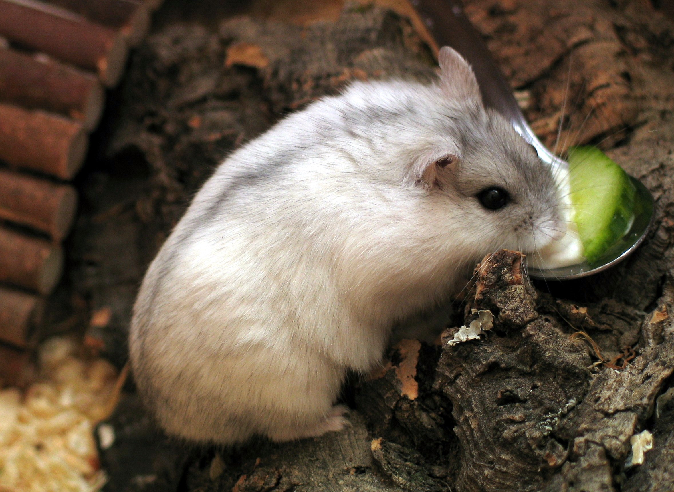 Phodopus_sungorus_2_-_Colour_corrected.jpg