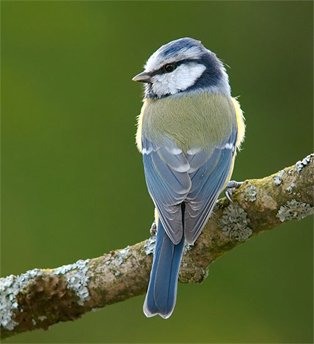 bluetit.jpg