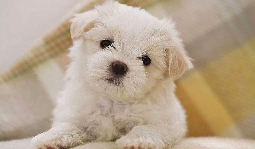 bichon-frise.jpg