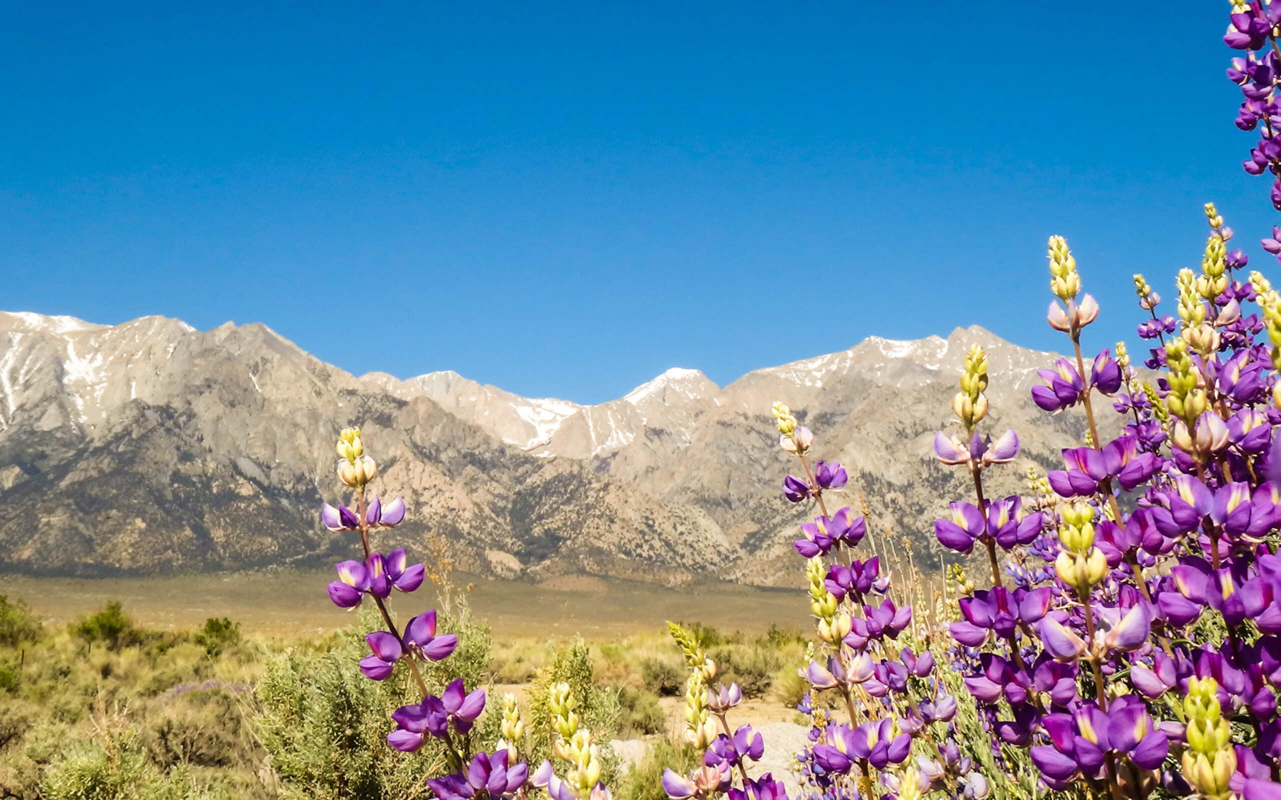 purple-flowers-mountains-desktop.jpg