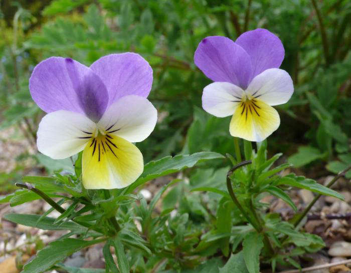 700_violas.jpg