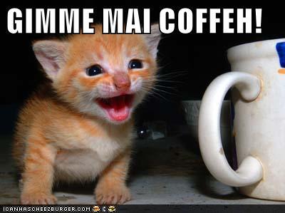 funny-pictures-coffee-cats-copy-22.jpg