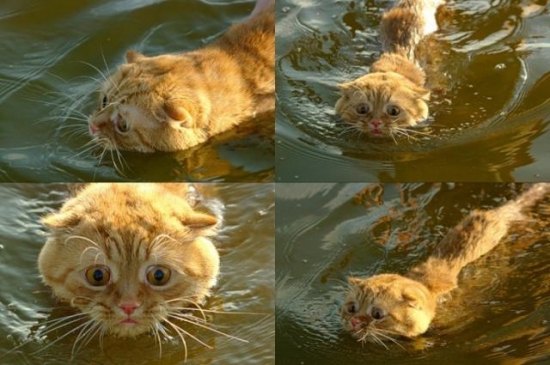 scared-swimming-cat.jpg