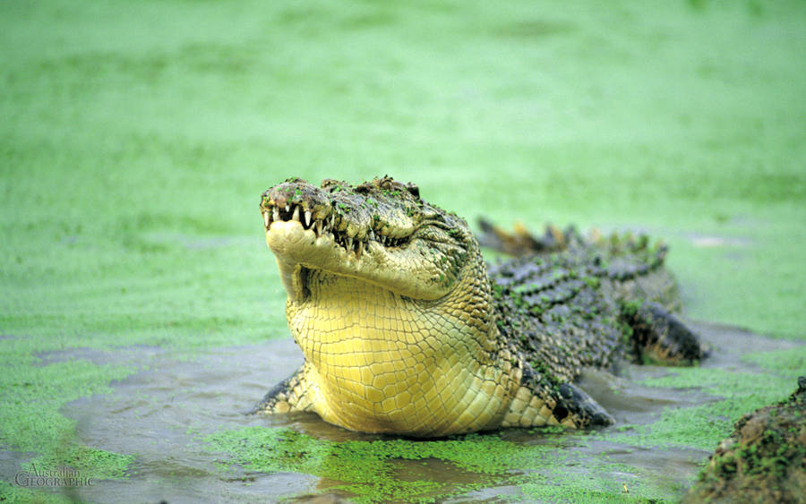 b_swamp-flood.jpg