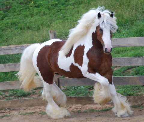 Gypsy-Horse-Pictures.jpg