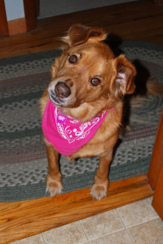dog-pink-bandanna.jpg