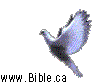 moving-flying-dove.gif