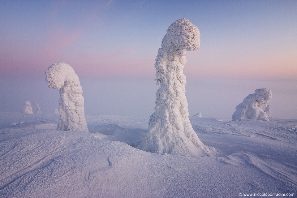 snowtrees_bonfadini_960.jpg