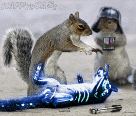 080524-squirrelwars.gif