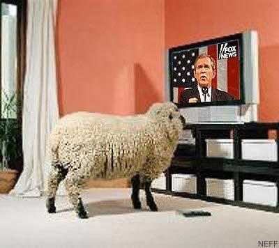 sheep_tv.jpg