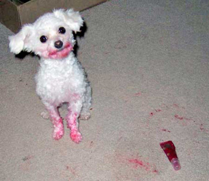 dog-lipgloss.jpg