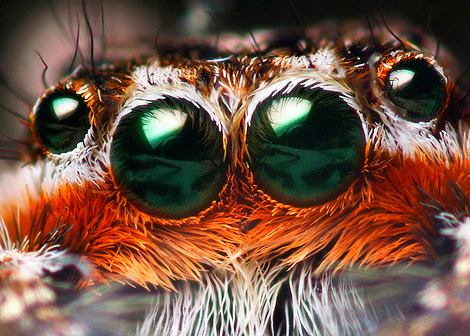 Spiders+Eyes.jpg