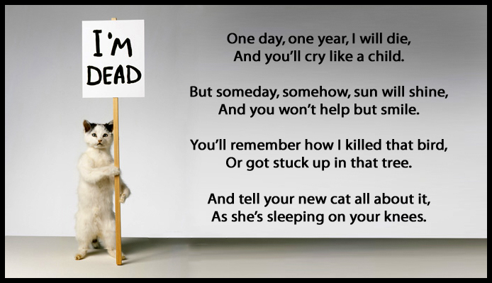 cat-poem.jpg