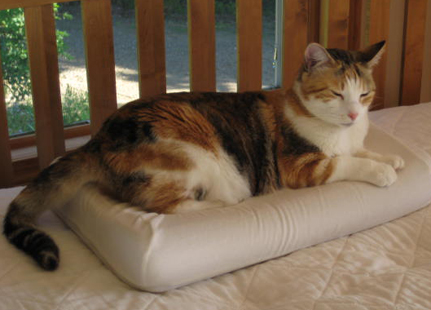 New-Durham-Piper-calico.jpg