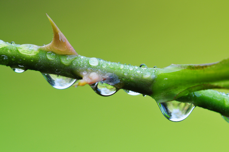 Thorns-on-a-rose.jpg
