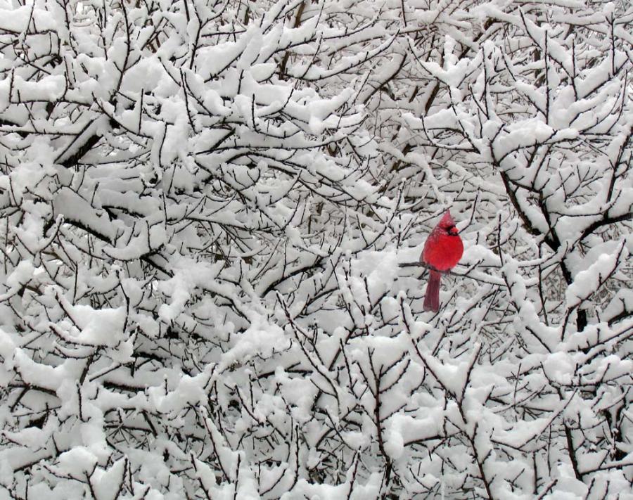 cardinal.jpg