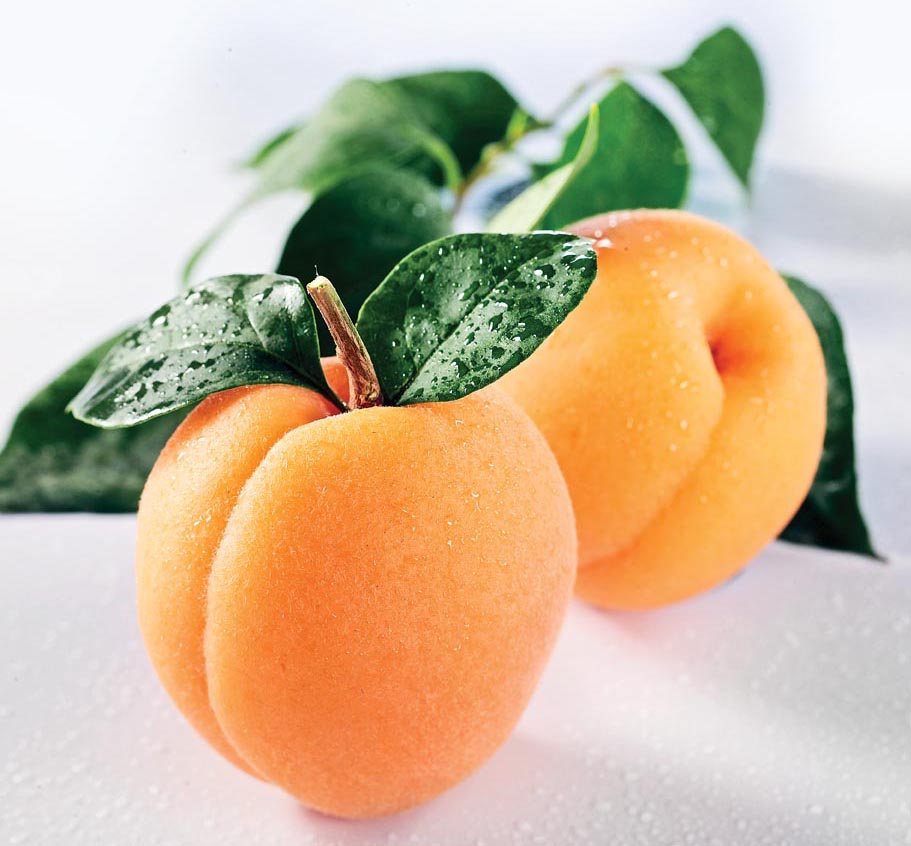 Apricot+45.jpg