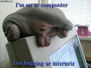 Tea_Bagging_Cat.jpg.jpeg