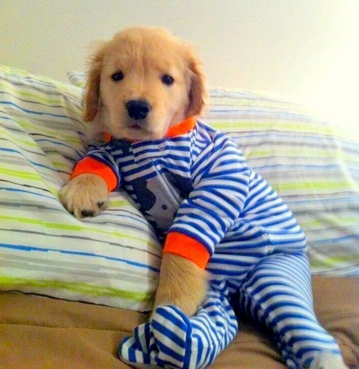 11.30.14-Puppies-in-Jammies1.jpg