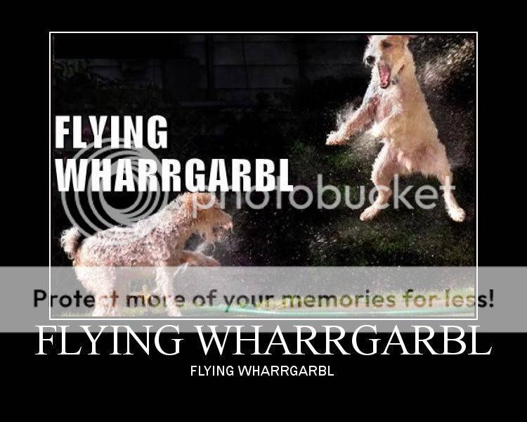 flying_wharrgarbl.jpg