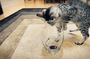 200_s.gif