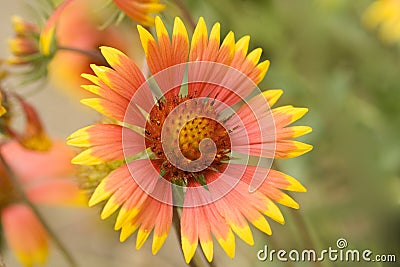 beautiful-blanket-flowers-6061253.jpg
