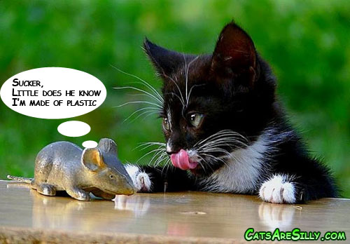 mouse.jpg