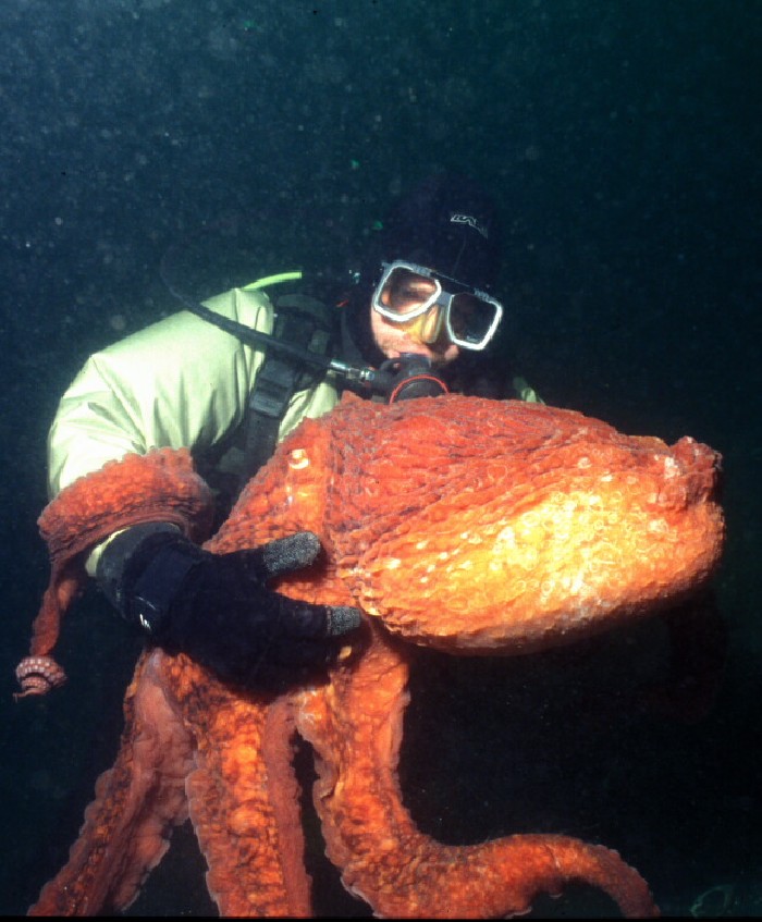 octopus.jpg